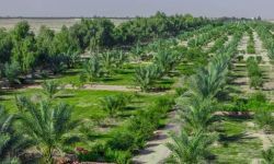 العراق يحصل على أكثر من 20 مليون دولار لدعم مشاريعه الخضراء